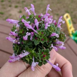 Meet your Posher, Denise